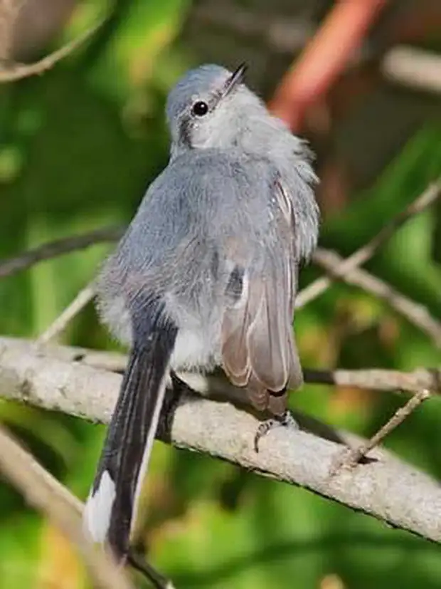 Relevamiento de aves en una reserva