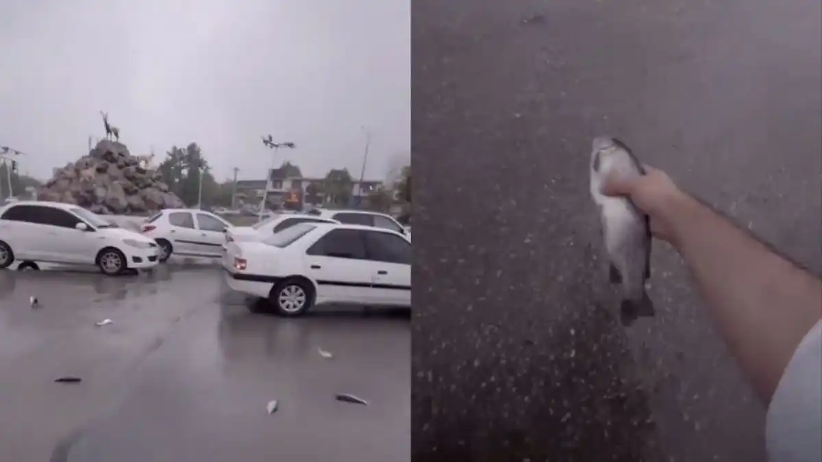 ¡RARO FENÓMENO! Volvió a registrarse LLUVIA DE PECES, ¿por qué ocurre? (+VIDEO)