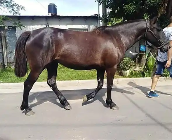 Ofrecen recompensa por una yegua preñada que se perdió