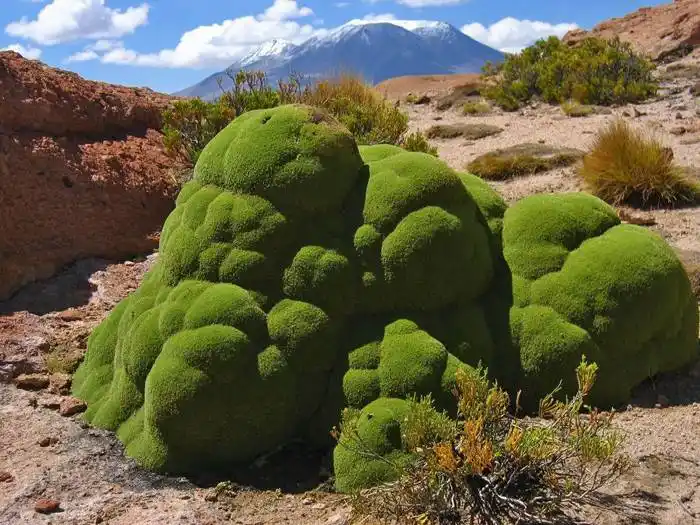 Yareta, planta sagrada