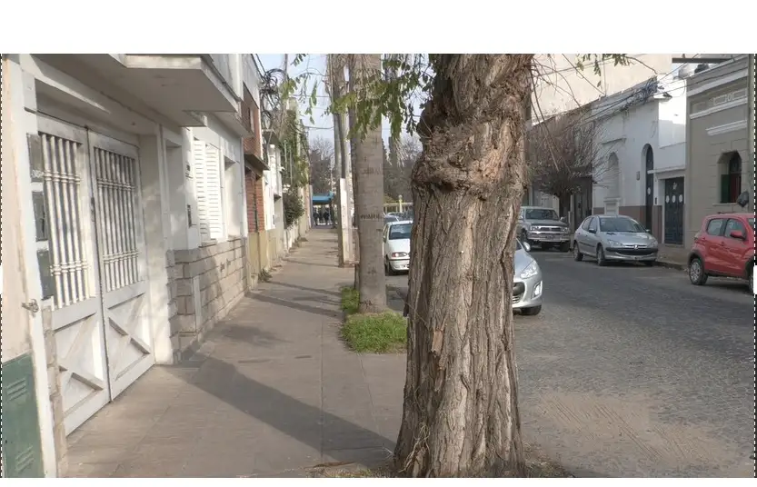 El árbol presenta una fisura, además de levantar las veredas.