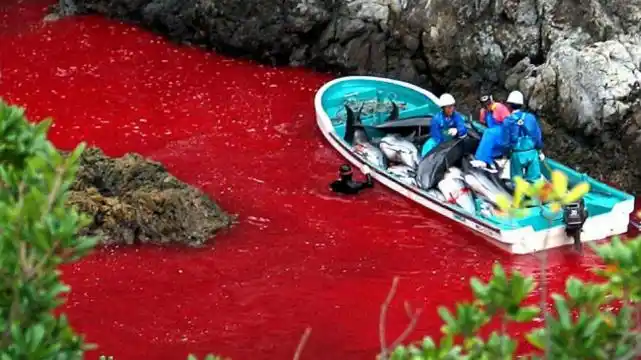 Las imágenes pueden herir su susceptibilidad: Japón inicia la matanza de delfines