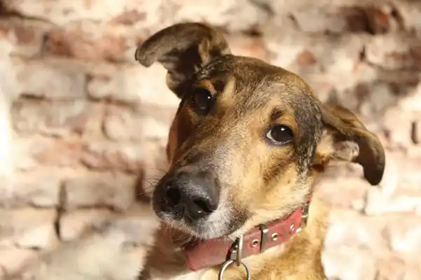 Hoy se realizará la jornada de vacunación y desparasitación