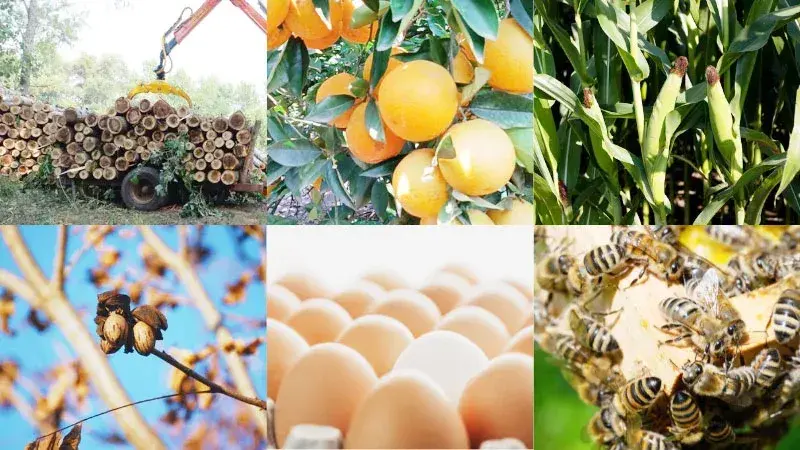 Diversidad productiva y sustentabilidad, una mirada integral de Entre Ríos