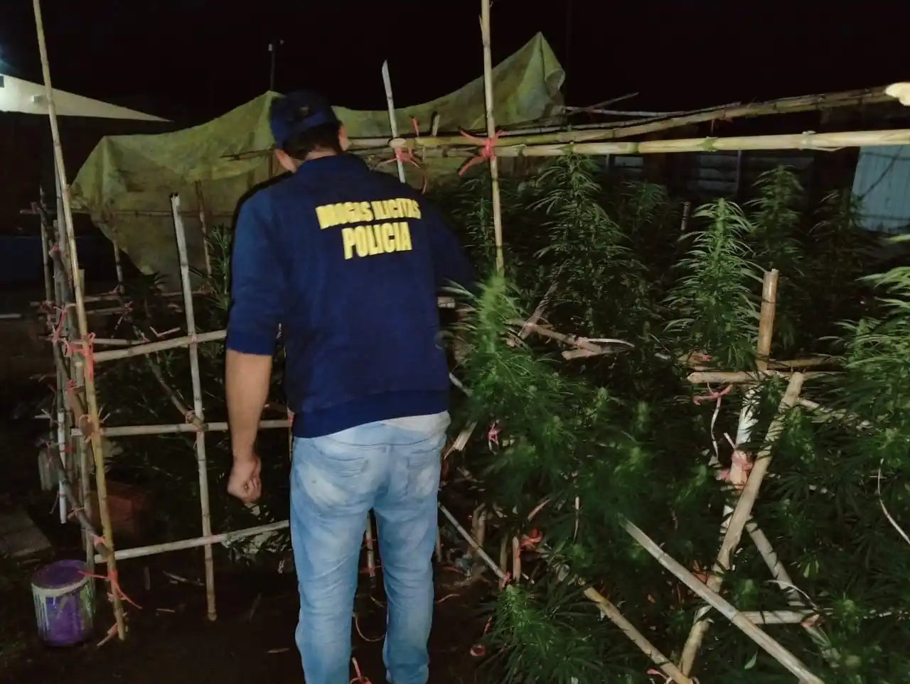 Plantas de marihuana en buen estado de conservación, secuestradas durante el operativo policial realizado en una finca del barrio Jardín