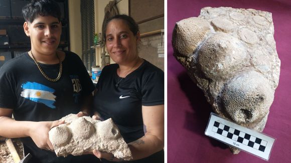 Extraña marca en un fósil de 700 mil años hallado en una tosquera de la zona