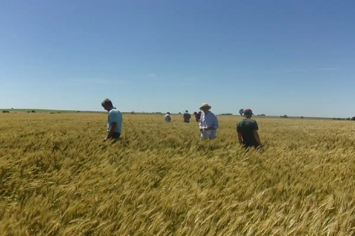 Sur entrerriano el trigo rendirá 2600 kilos por hectáreas