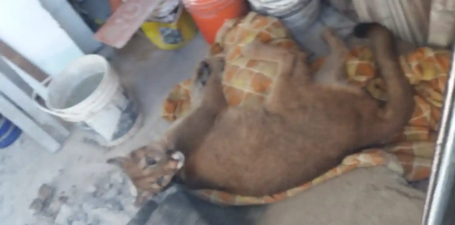 Hallaron en La Plata un puma robado: Se lo habían llevado de la Estación de Cría de Animales