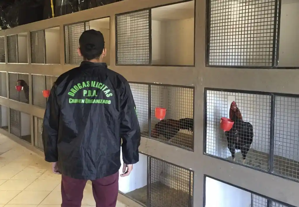 Allanaron el predio donde se filmó “Un gallo para Esculapio”