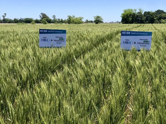 Brasil aprobó el cultivo, la producción y la comercialización del trigo HB4