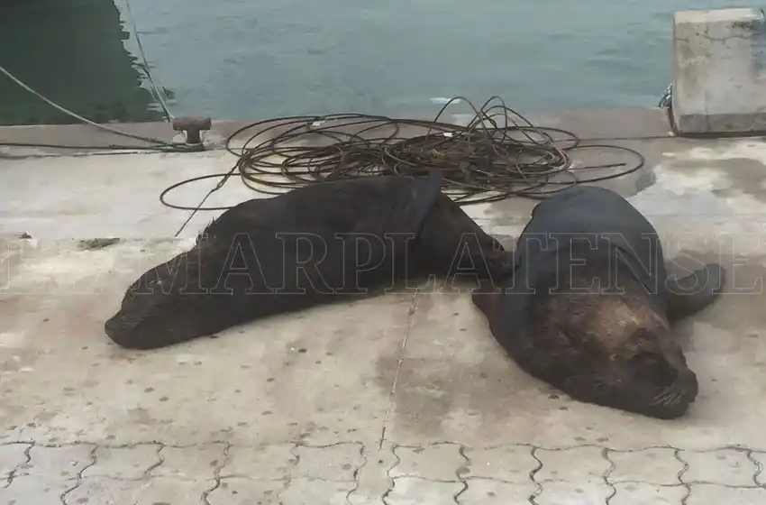 Avanzan en un convenio para la contención de lobos marinos