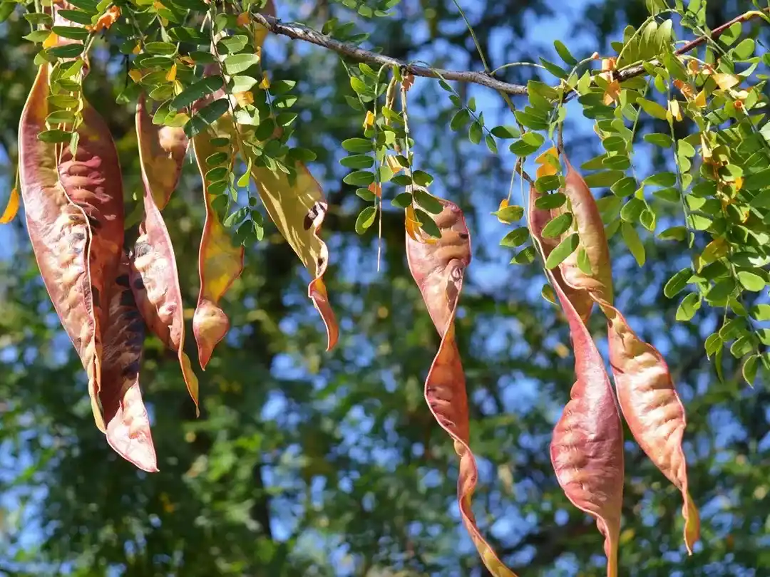 Árbol Acacia de Tres Espinas