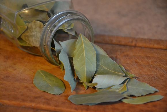 ¿Sabías que el laurel tiene propiedades curativas? Beneficios para la salud según la medicina natural