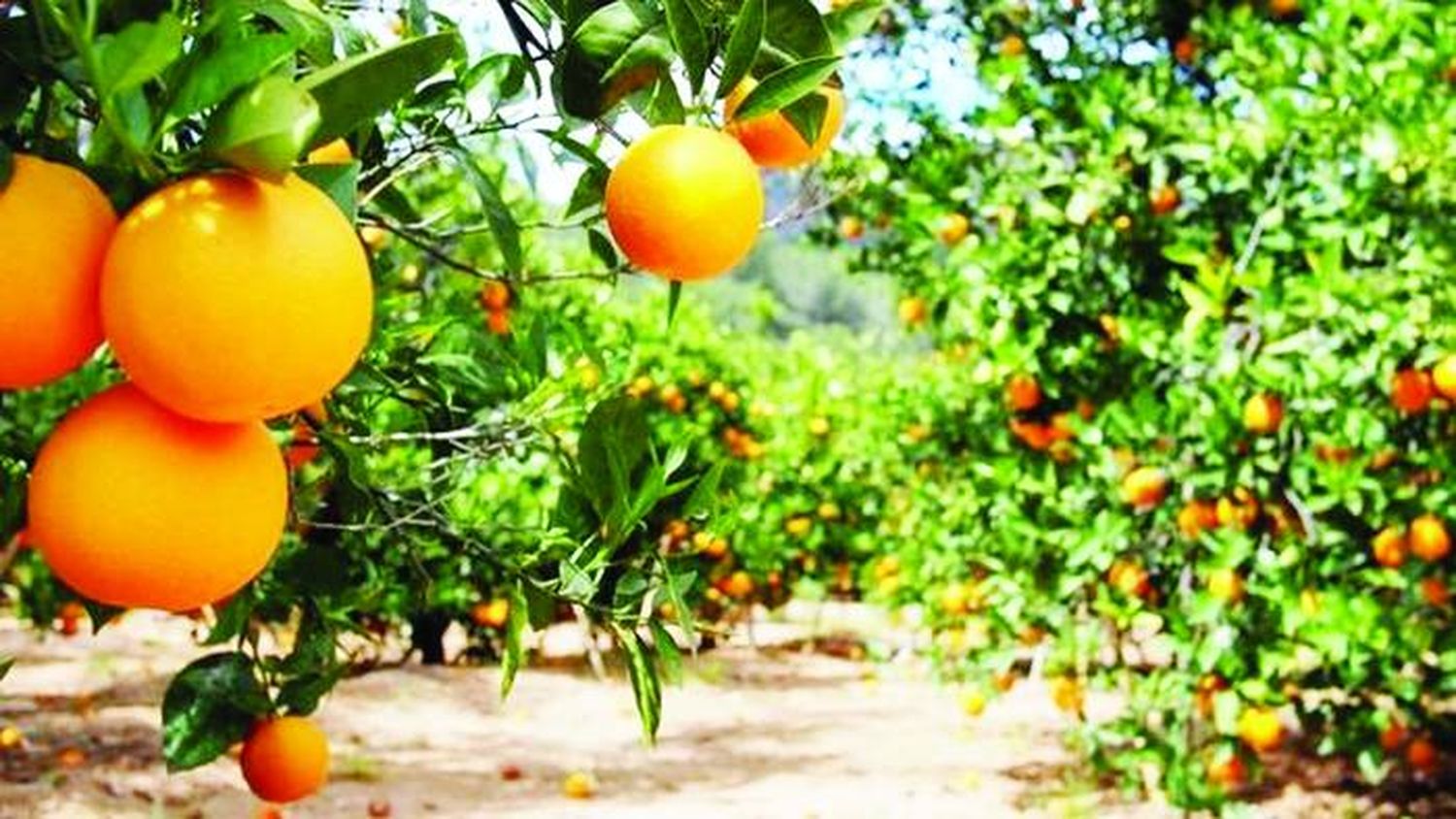 Desde el sector citrícola advierten que por la falta de frutas subirán los precios