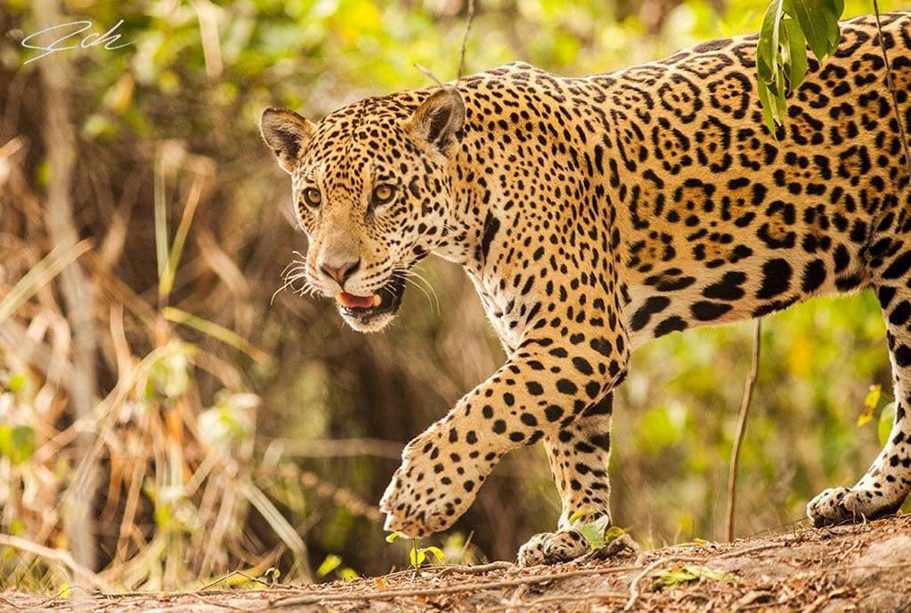 Apenas quedan 250 ejemplares de yaguaretés en la Argentina