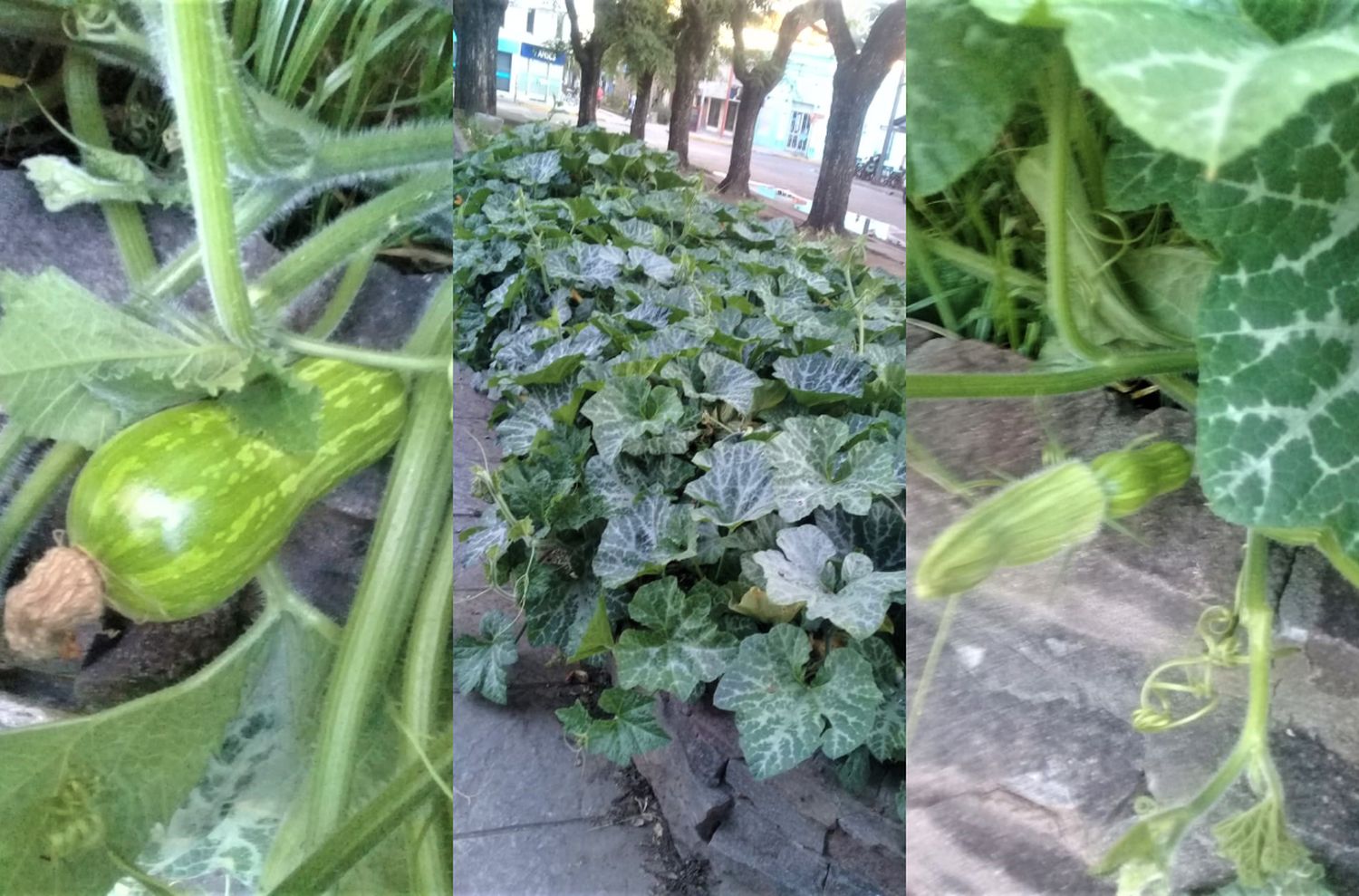 Reportan “zapallo anco en plaza Belgrano”