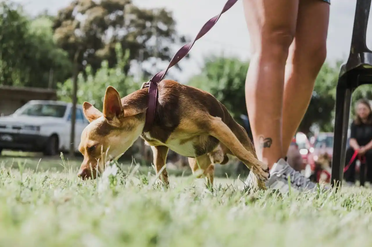 Las castraciones en todas las sedes serán por orden de llegada y sin turno previo.