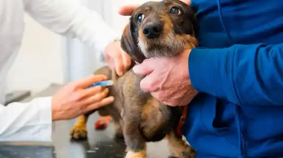 Campaña de vacunación antirrábica en Sunchales: última jornada este sábado