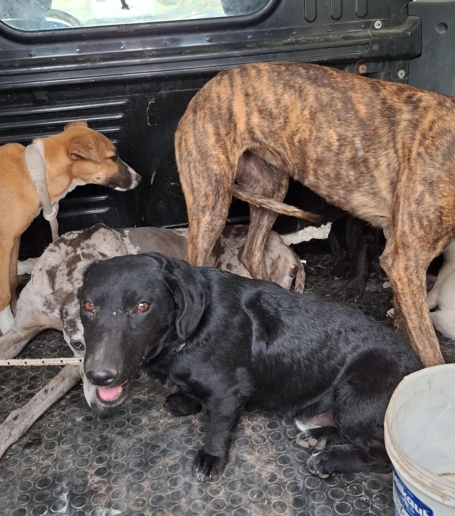 Perros rescatados Santiago Caro.