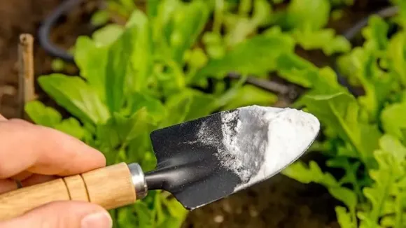 ¿Por qué usar bicarbonato en las plantas de interior? Beneficios y formas de aplicación