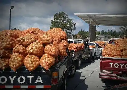 ¿Por qué está tan cara la cebolla?