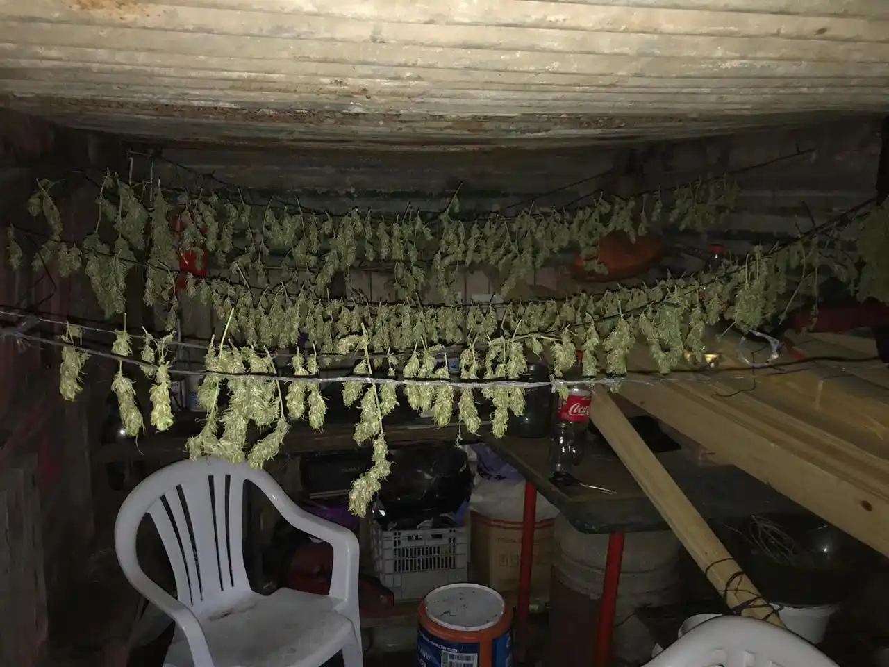 San Gregorio: secuestraron casi un kilo de marihuana en proceso de secado