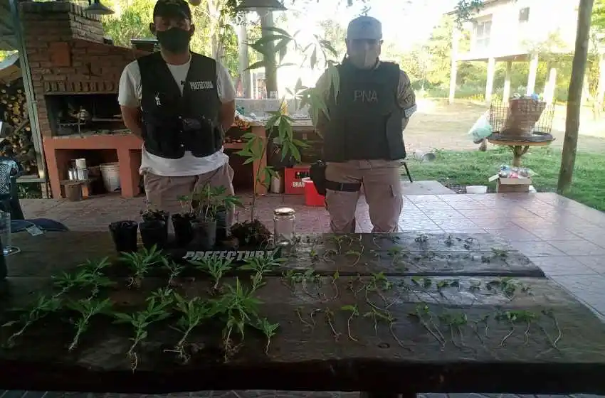 Entre Ríos: allanaron una vivienda y secuestraron más de 80 plantines de marihuana