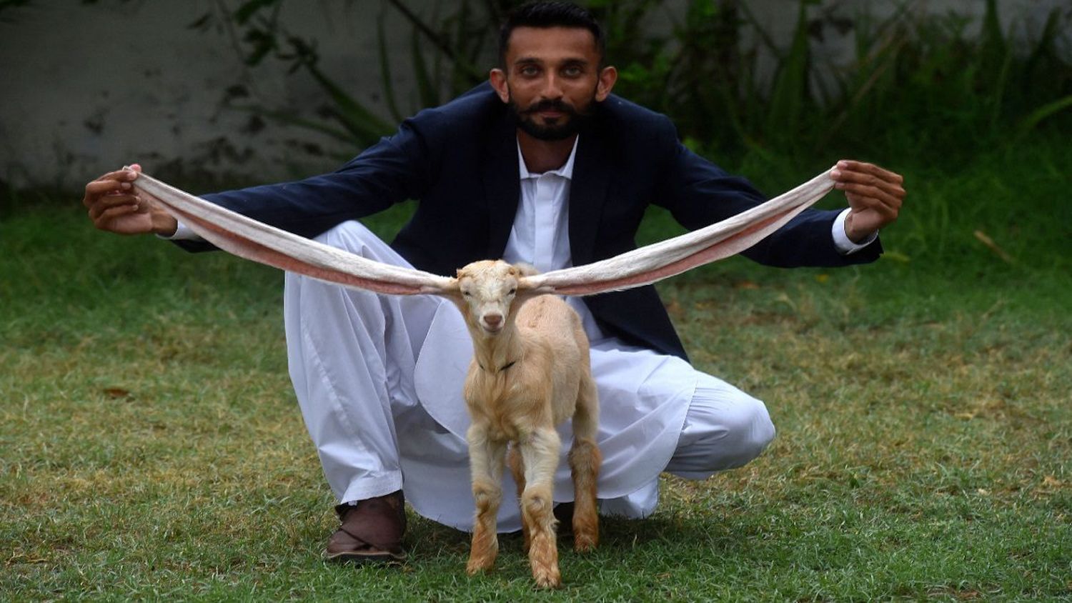 SIMBA: el chivito de Pakistán que causa furor por sus largas orejas