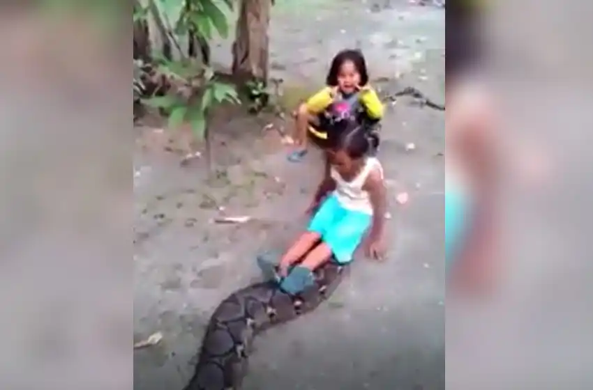 Indignación mundial tras la difusión de un video de dos niñas jugando con una pitón