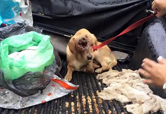 Repudiaron brutal maltrato animal en Gualeguaychú