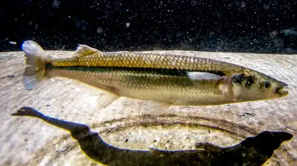 Científicos del Instituto Tecnológico de Chascomús modificarán genéticamente al pejerrey para hacerlo más grande para su cría