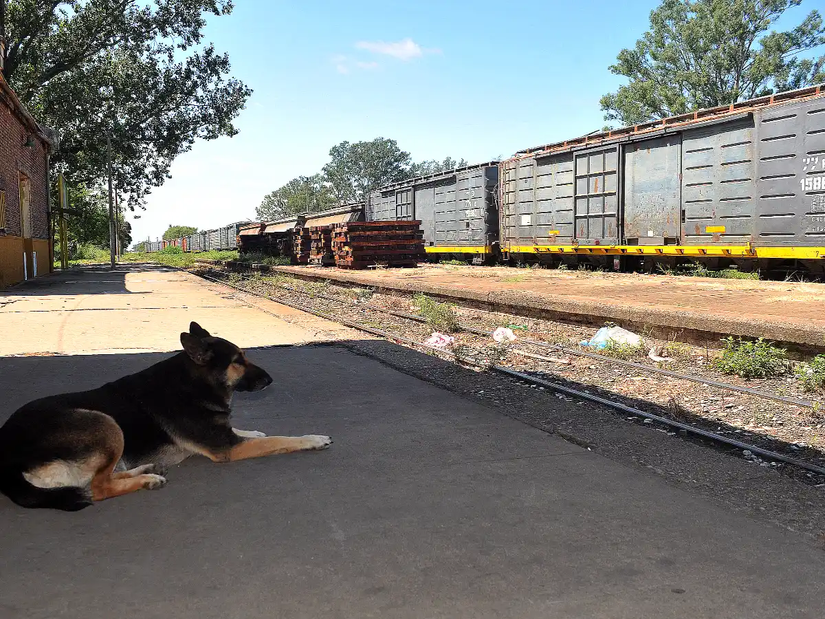 Tras la historia del tren: invitan a travesía fotográfica por estaciones de la zona 