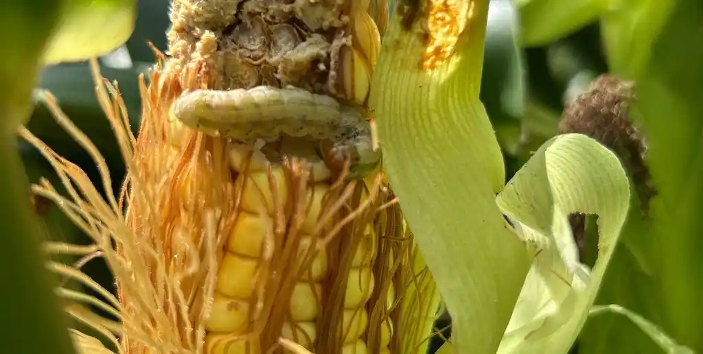La REM de Aapresid alertó sobre daños por lepidópteros en maíz y cambios en el manejo de plagas