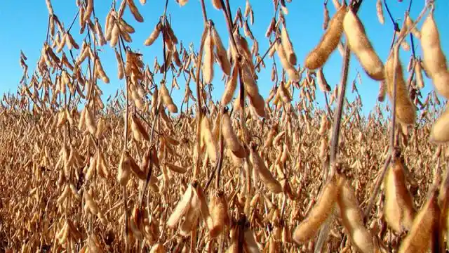 Finalizó la cosecha 2018-2019 de soja con rindes récord en Argentina