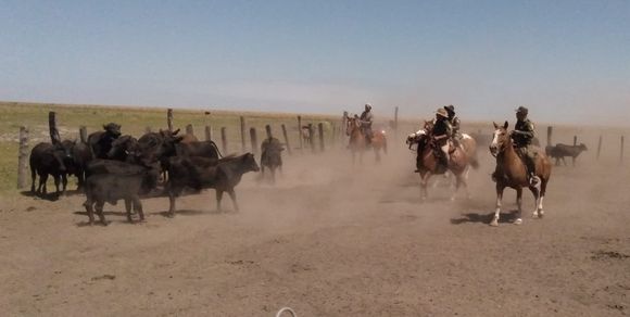 "Los Pumas" recuperaron más de 40 animales robados en la zona rural de Intiyaco