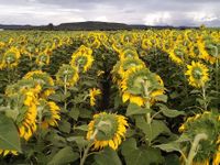 Desarrollaron el primer modelo de IA para monitorear el girasol