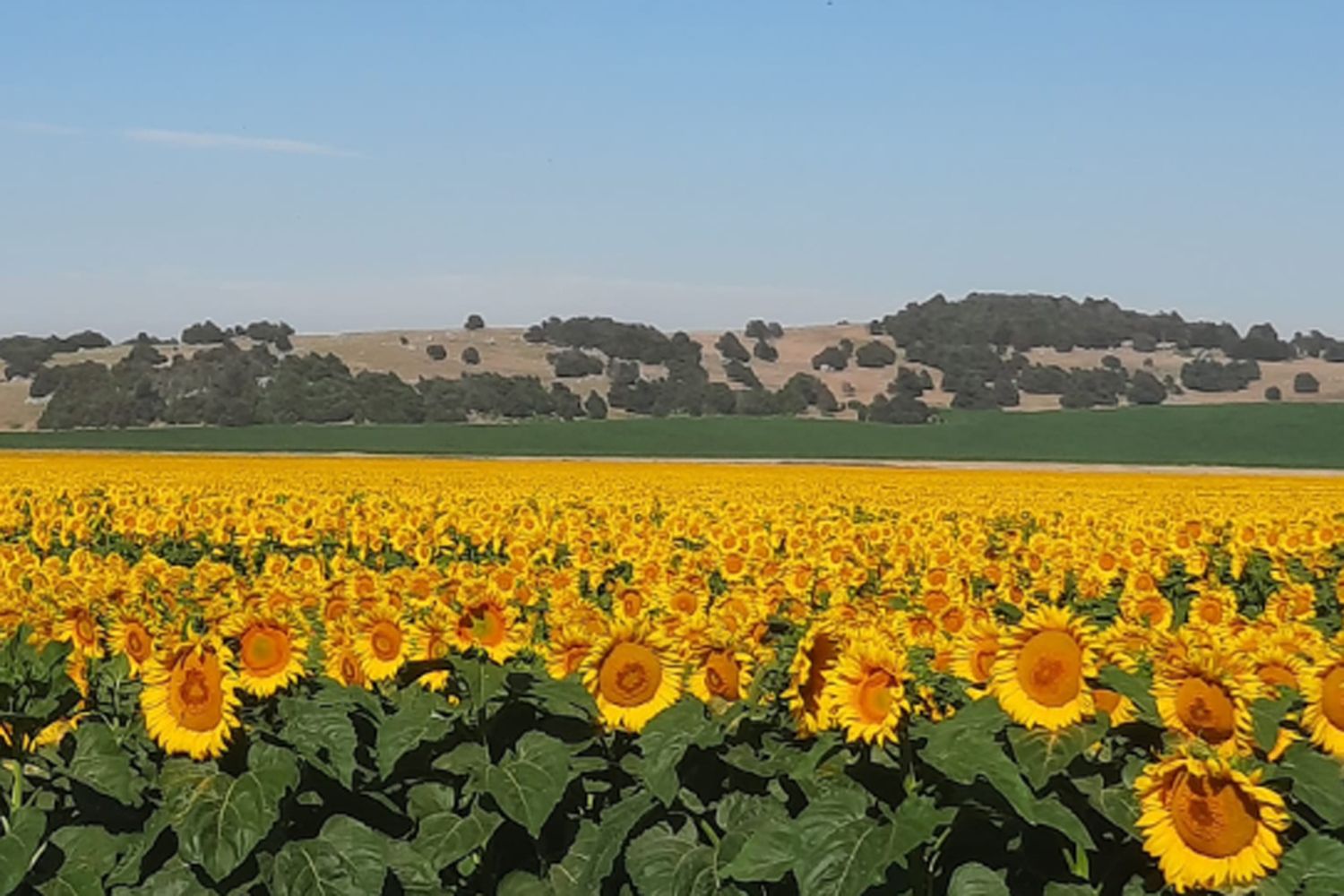 Los campos de girasoles de la zona, un paisaje natural único