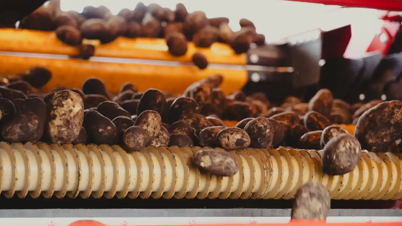 La planta local creó aproximadamente 250 puestos de trabajo directos y prevén que genere 3.000 indirectos.