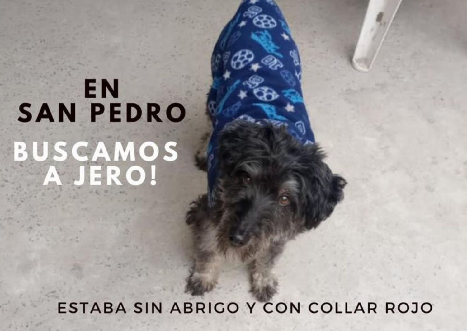 Dueños buscan a Jeroponzio: "Estaba sin abrigo y con collar rojo"