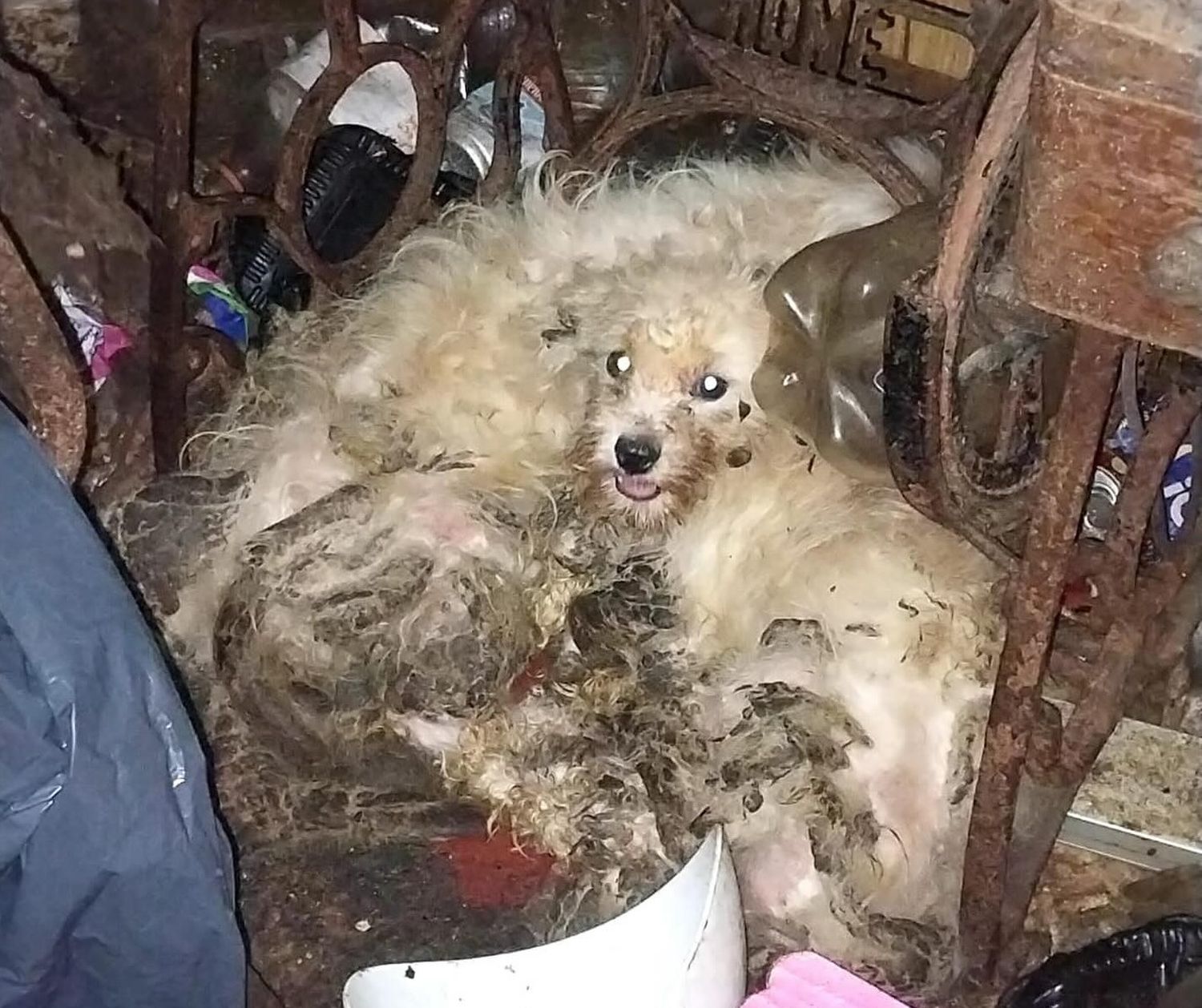 Los canes fueron rescatados de un domicilio en calle Giacaglia al 600.