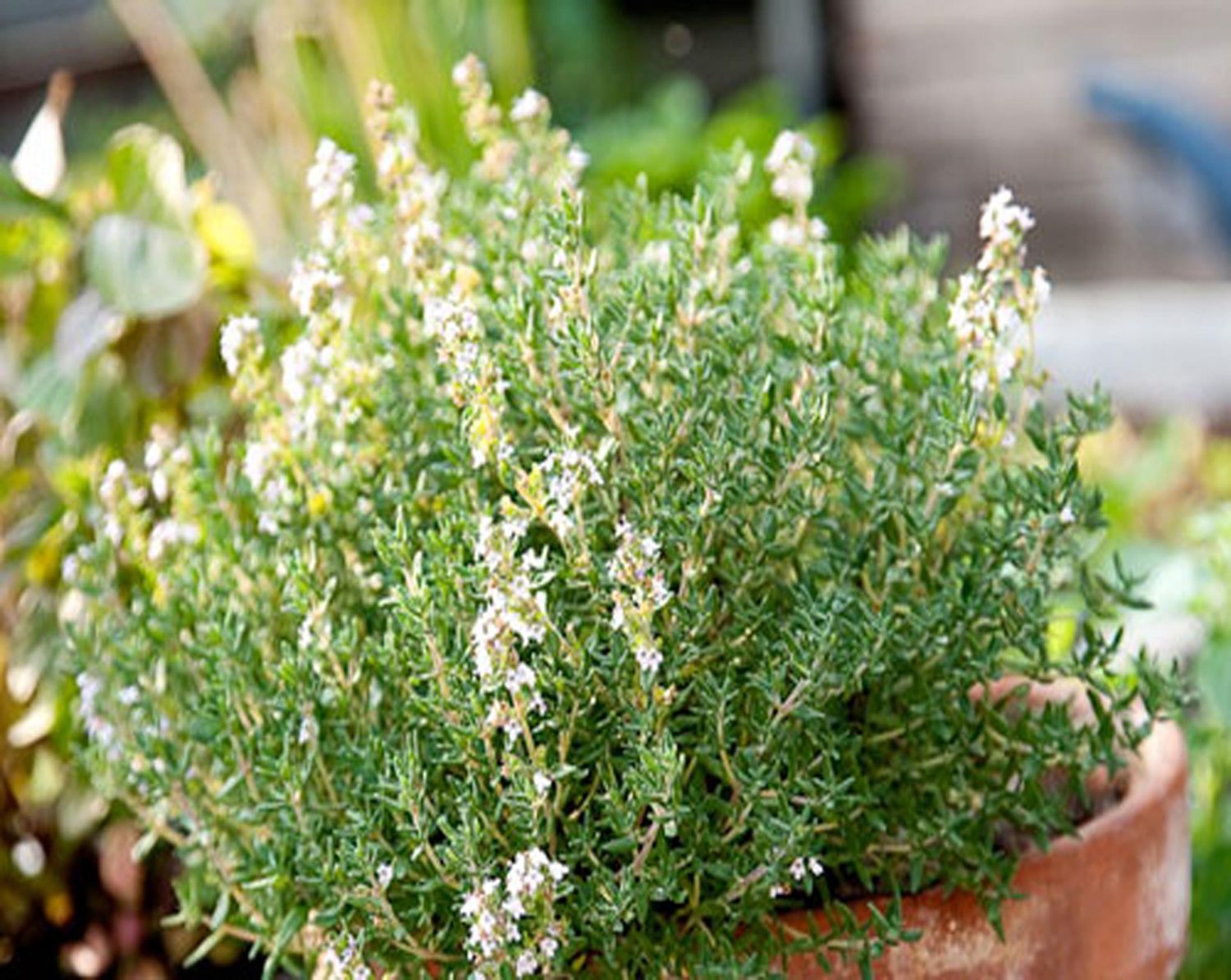 Plantas que eliminan los hongos de los pies