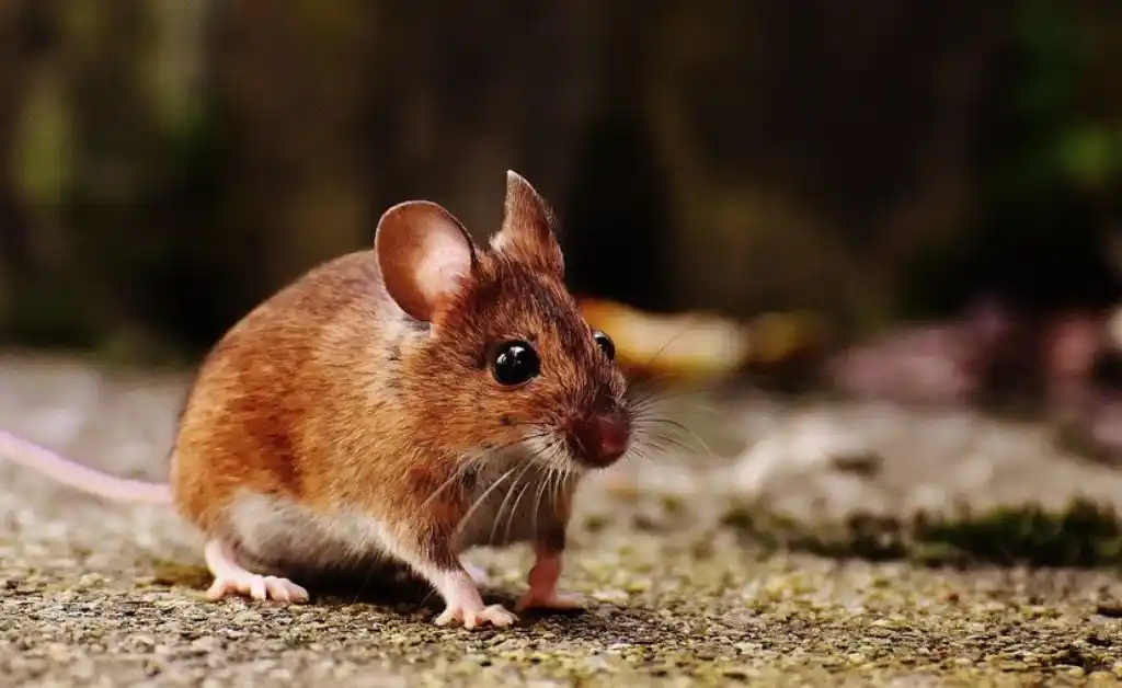 California: tirarán una tonelada de veneno en refugio de vida silvestre para acabar con una plaga