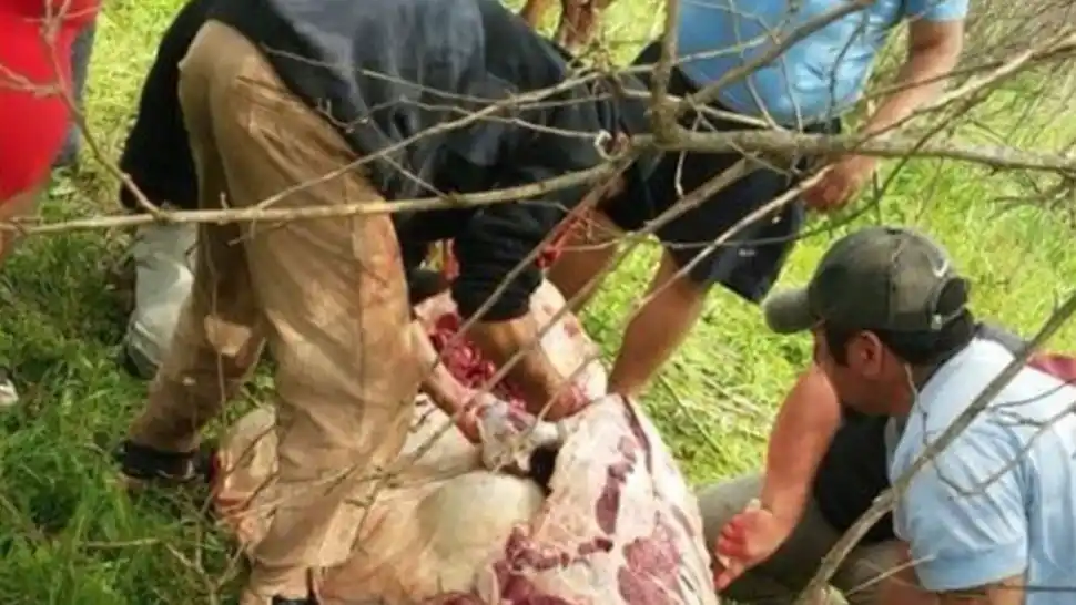 Volcó camión con ganado y carnearon vacas en la calle