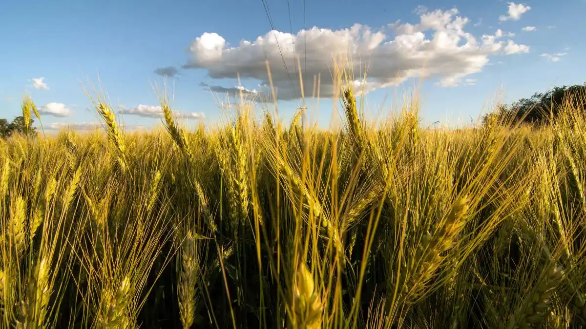 Estiman un crecimiento del 23 % de la producción de trigo  para la presente campaña