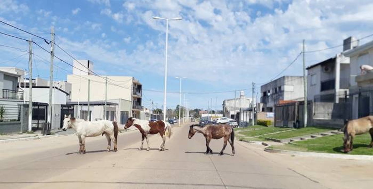 Caballos en mal estado y sueltos caminando por dos de las  avenidas más transitadas