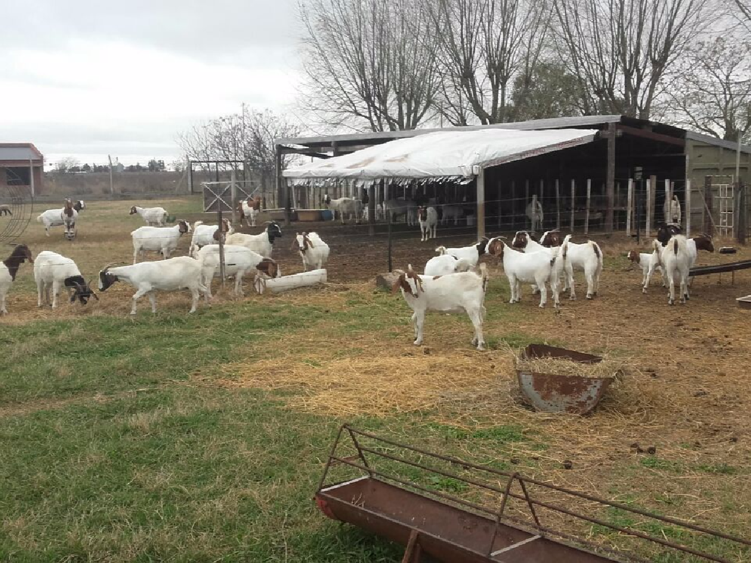En un pueblo de vacas, una familia cría cabras a una cuadra de la plaza