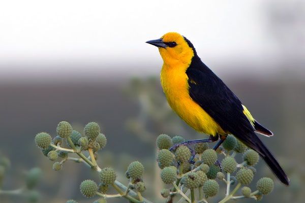 La Mesa de Trabajo por el Tordo Amarillo avanza hacia una estrategia regional para la conservación