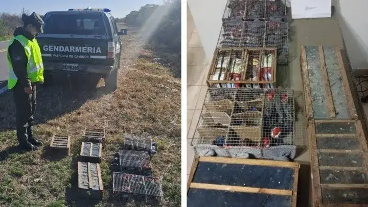 Viajaba con 104 aves sin papeles y escondidas en dos bolsos