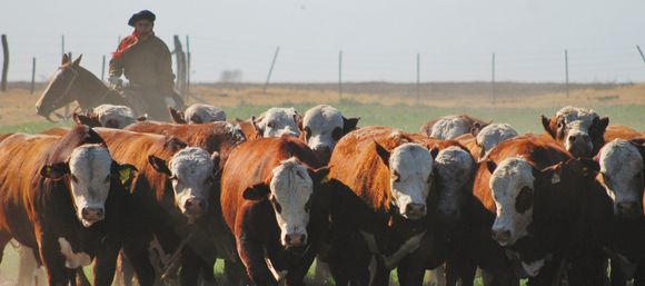 Inseguridad rural: “Hay campos abandonados, sin producir, porque están cansados de que les roben”