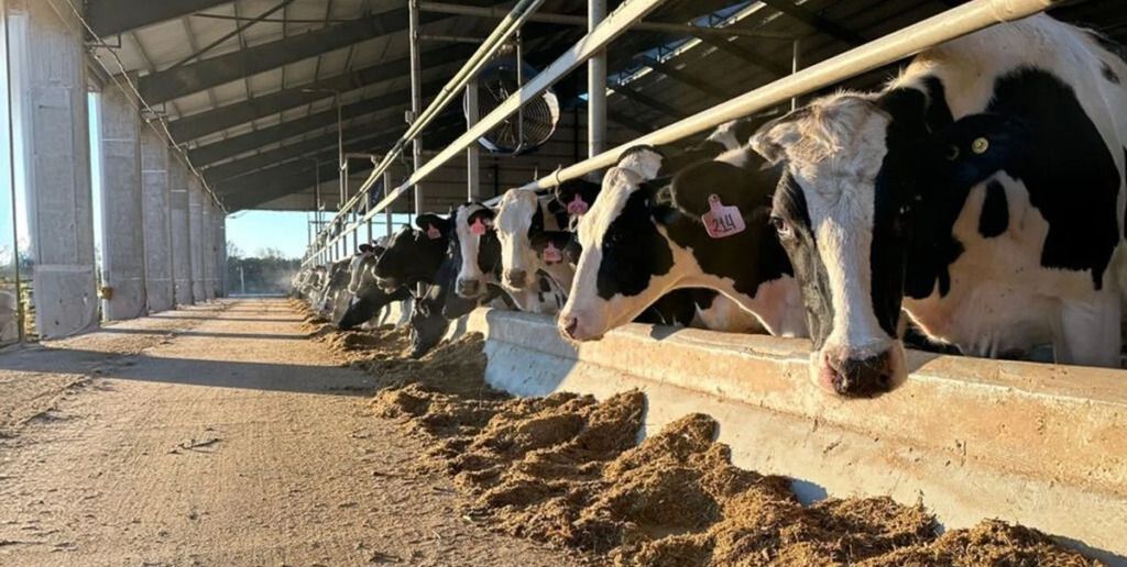 La producción nacional de leche alcanzó el volumen más alto de los últimos diez años y el segundo en toda la historia del sector.
